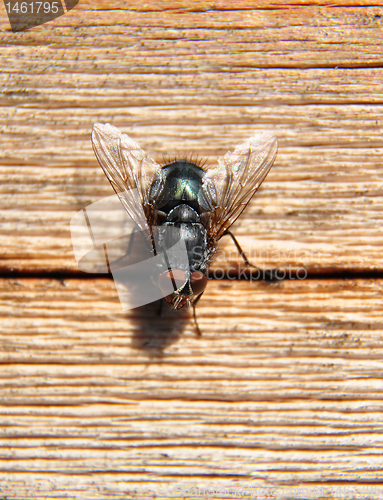 Image of Fly on wood