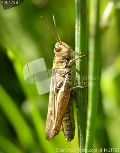 Image of Grasshopper