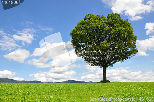 Image of Solitary tree