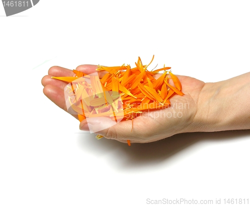 Image of Hand with petals of Calendula