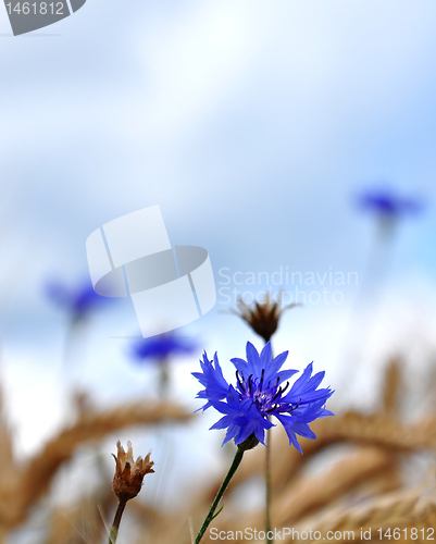 Image of Cornflowers (Centaurea cyanus)