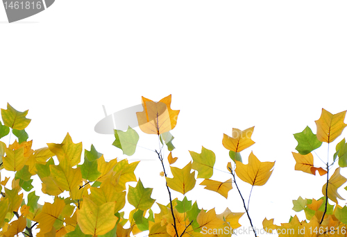 Image of Yellow and green fall leaves