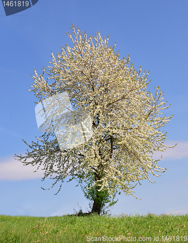 Image of Cherry tree