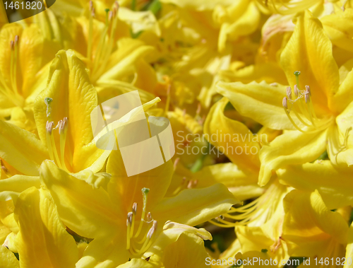 Image of Rhododendron flower