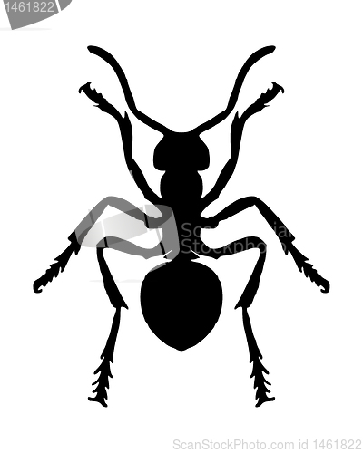 Image of Ant