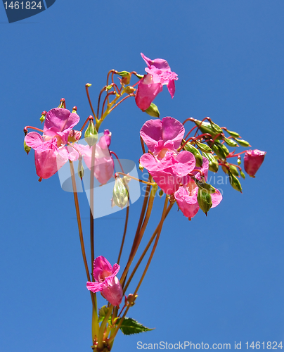 Image of Himalayan balsam (Impatiens glandulifera)