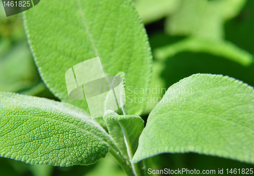 Image of Sage (Salvia officinalis)