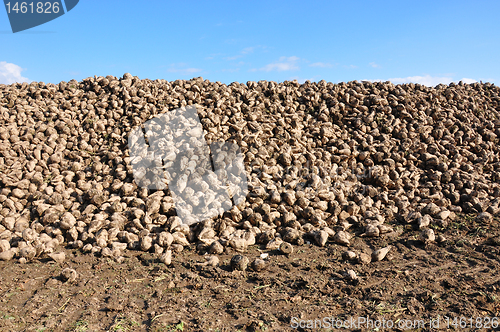 Image of Sugar beets