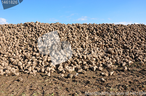 Image of Sugar beets