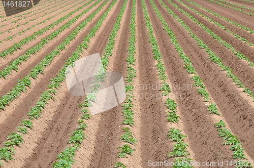 Image of Potato field