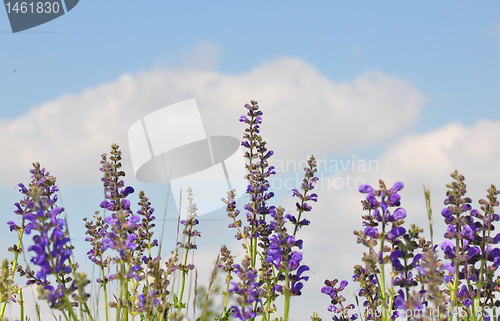 Image of Meadow sage (Salvia pratensis)