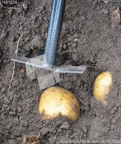 Image of Harvesting potatoes