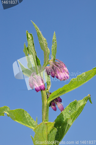 Image of Comfrey (Symphytum officinale)