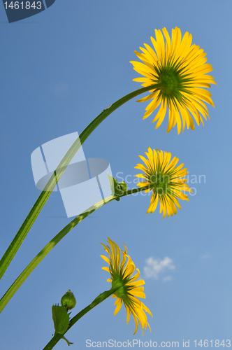 Image of Leopard's Bane (Doronicum orientale)