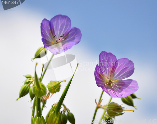 Image of Cranesbill (Geranium)