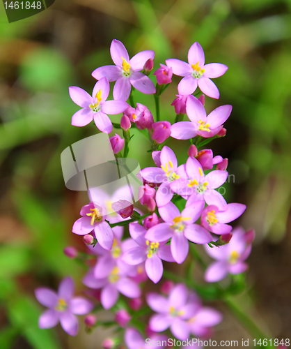 Image of Centaury (Centaurium erythraea)