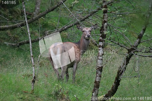 Image of Deer_2_13.08.2006