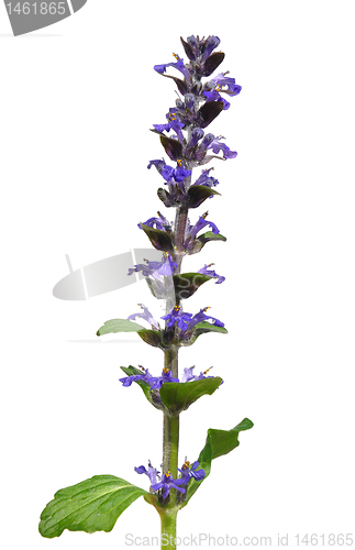 Image of Blue bugle (Ajuga reptans)
