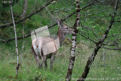 Image of Deer_2_13.08.2006