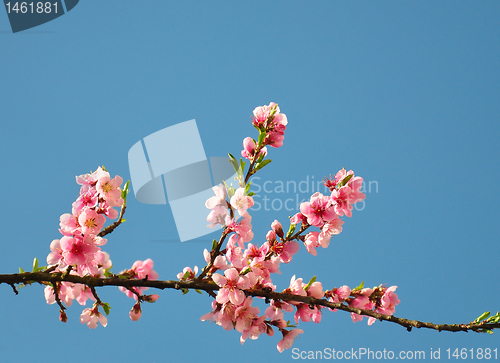 Image of Peach flower (Prunus persica)