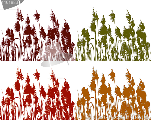 Image of Reed in four colours