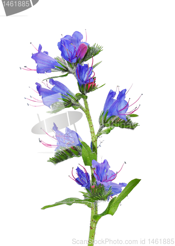 Image of Viper's Bugloss (Echium vulgare)