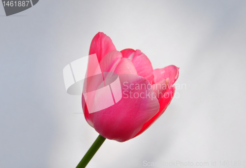 Image of Purple tulip