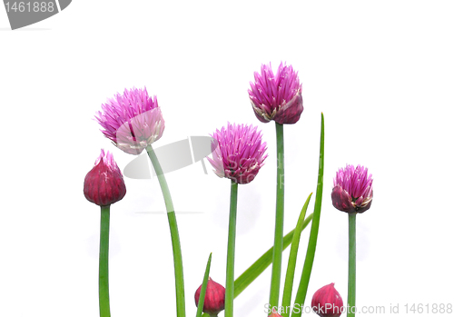 Image of Onion flowers