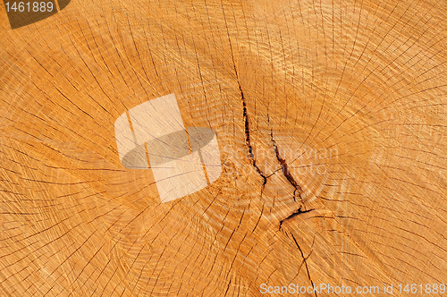 Image of Wood texture