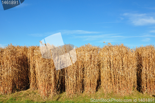 Image of Giant grass (Miscanthus)