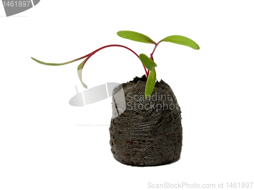 Image of Seedling in a peat pot