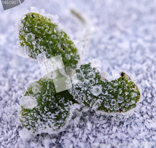 Image of Frozen clover leaf