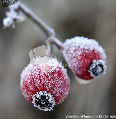 Image of Frozen rose hip