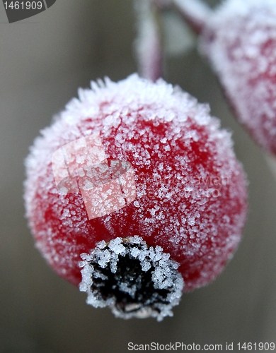 Image of Frozen rose hip