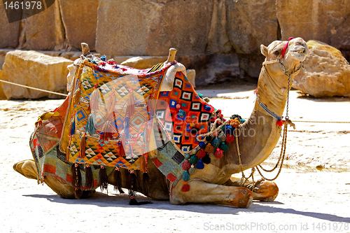 Image of Camel sit