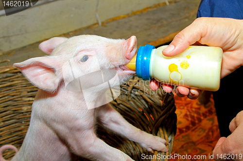 Image of Bottle feed pig