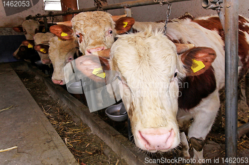 Image of Cow in pen