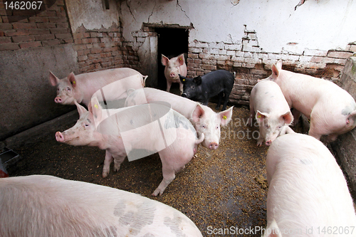 Image of Pigs pen