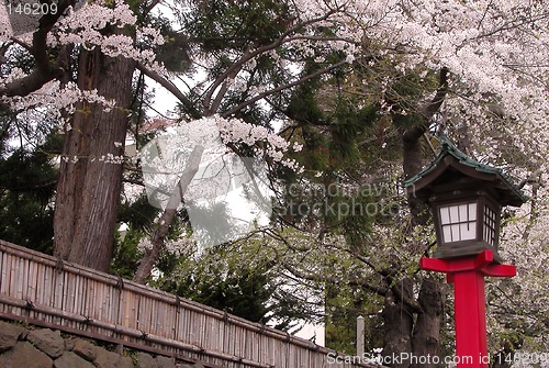 Image of Japanese lantern in spring