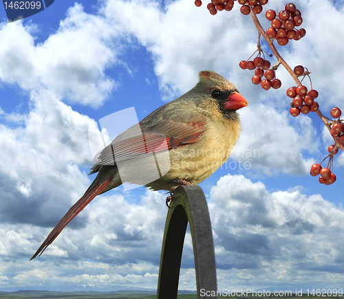 Image of cardinal female 