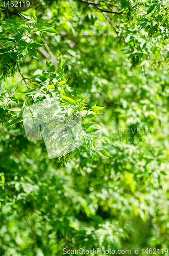 Image of Green leaves