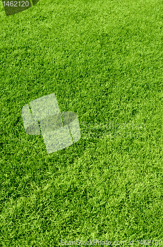 Image of green grass texture