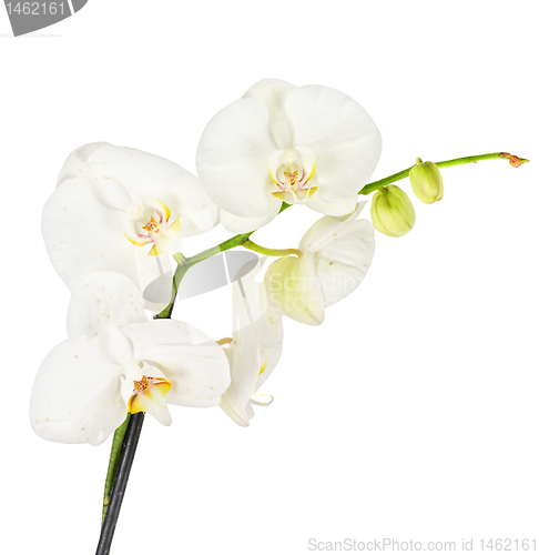 Image of White orchid