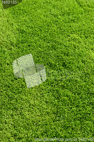 Image of green grass texture