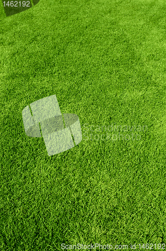 Image of green grass texture