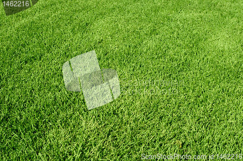 Image of green grass texture