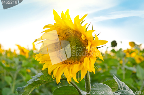Image of sunflowers