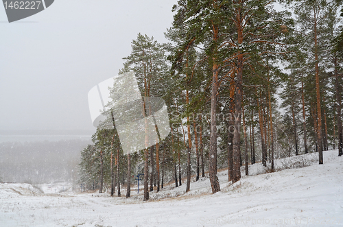 Image of winter forest