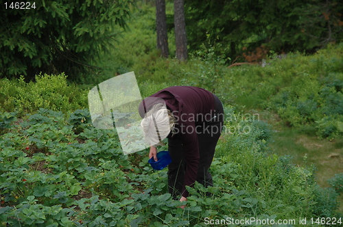 Image of The strawberry picker