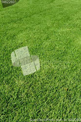 Image of green grass texture